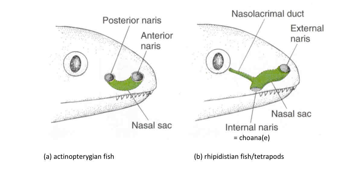 <p>Nasal sac/ Internal Nares (choana)</p>