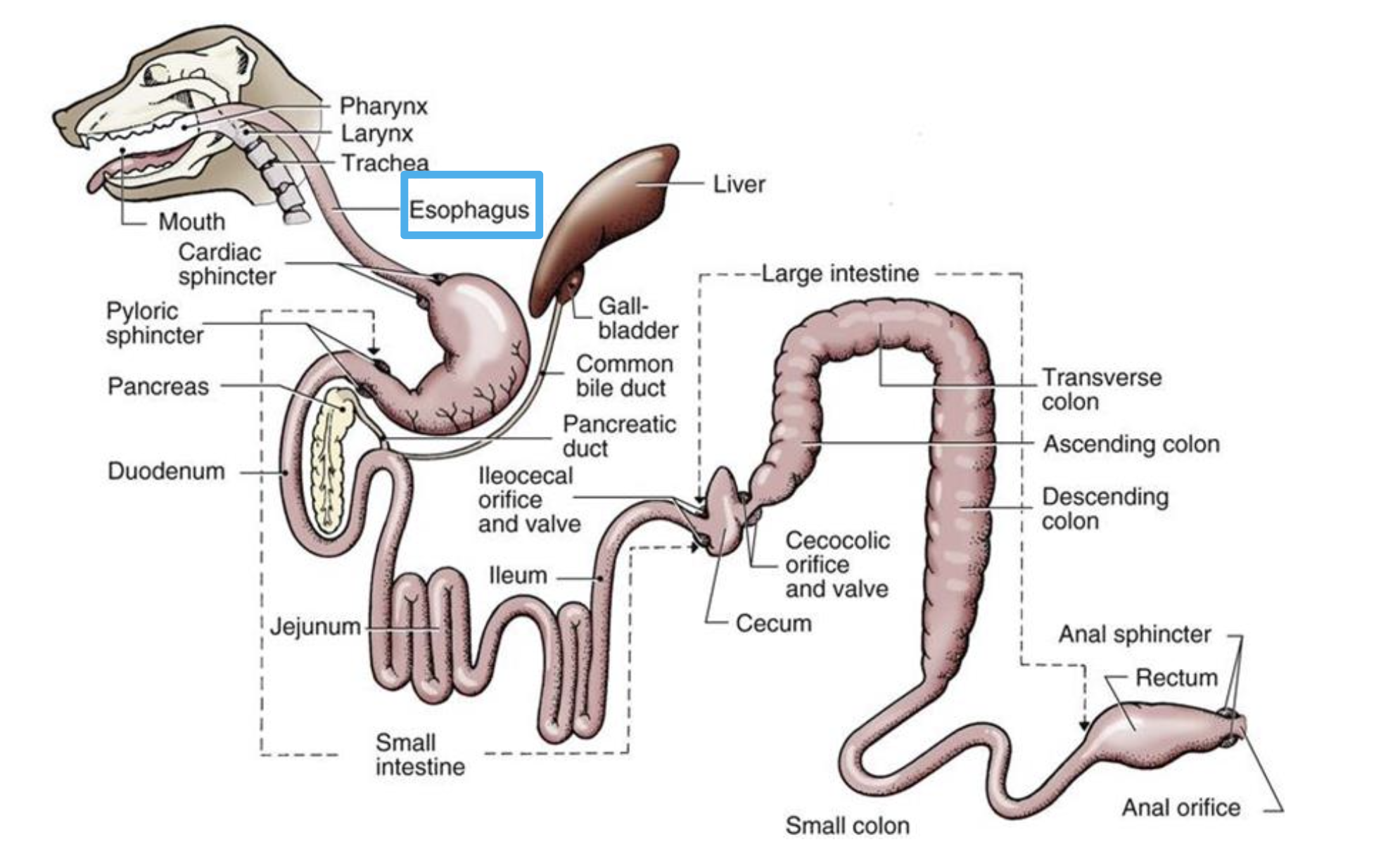 Does the Oesophagus of an Adventitia? True or False? 