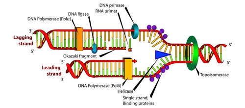 DNA polymerase 3 adds nucleotides to each template strand in the 5' to 3' direction. new nucleotides being added at the 3 prime end. 
- Leading strand moves in the same direction as the replication fork, close to helicase
- Lagging strand moves away from the replication form