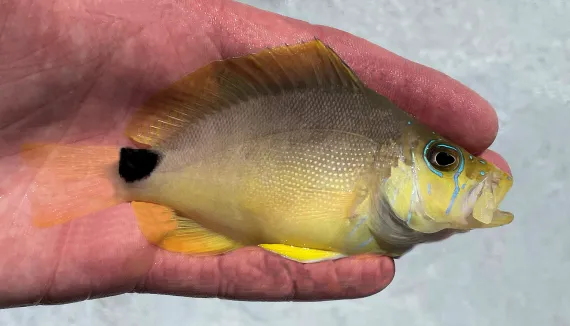 <p>A black blotch on the caudal peduncle can form a ring</p><p>blue ring around eyes</p><p>numerous lines and spots on head</p><p>snout can have black blotches</p>