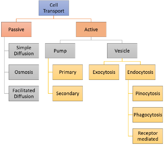 <p>Passive transport is the movement of a substance across a membrane without energy. Goes with the concentration gradient</p><p>Active transport is the movement of a substance across a membrane with energy. Goes agaisnt the concentration gradient. </p><p></p>