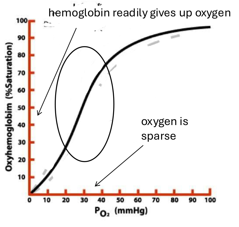 <p>hemem readily gives up O2 to the tissue that need it</p><ul><li><p>decrease in cooperative binding due to low conc of O2</p></li></ul><p></p>