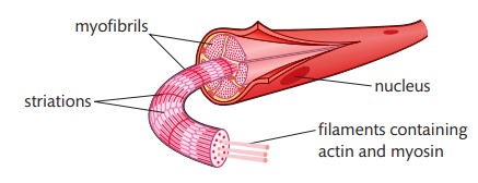 <p>What is a myofibril?</p>