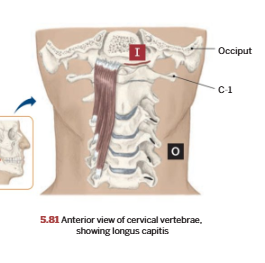 <p>Longus Capitis</p>