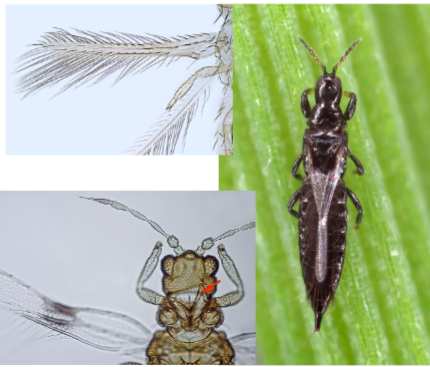 <p>Name the Order</p>