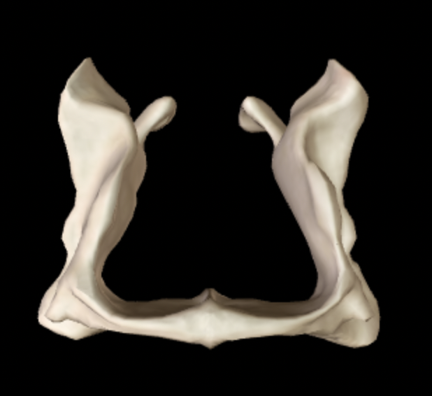 <p>Which bone is this? (superior view)</p>
