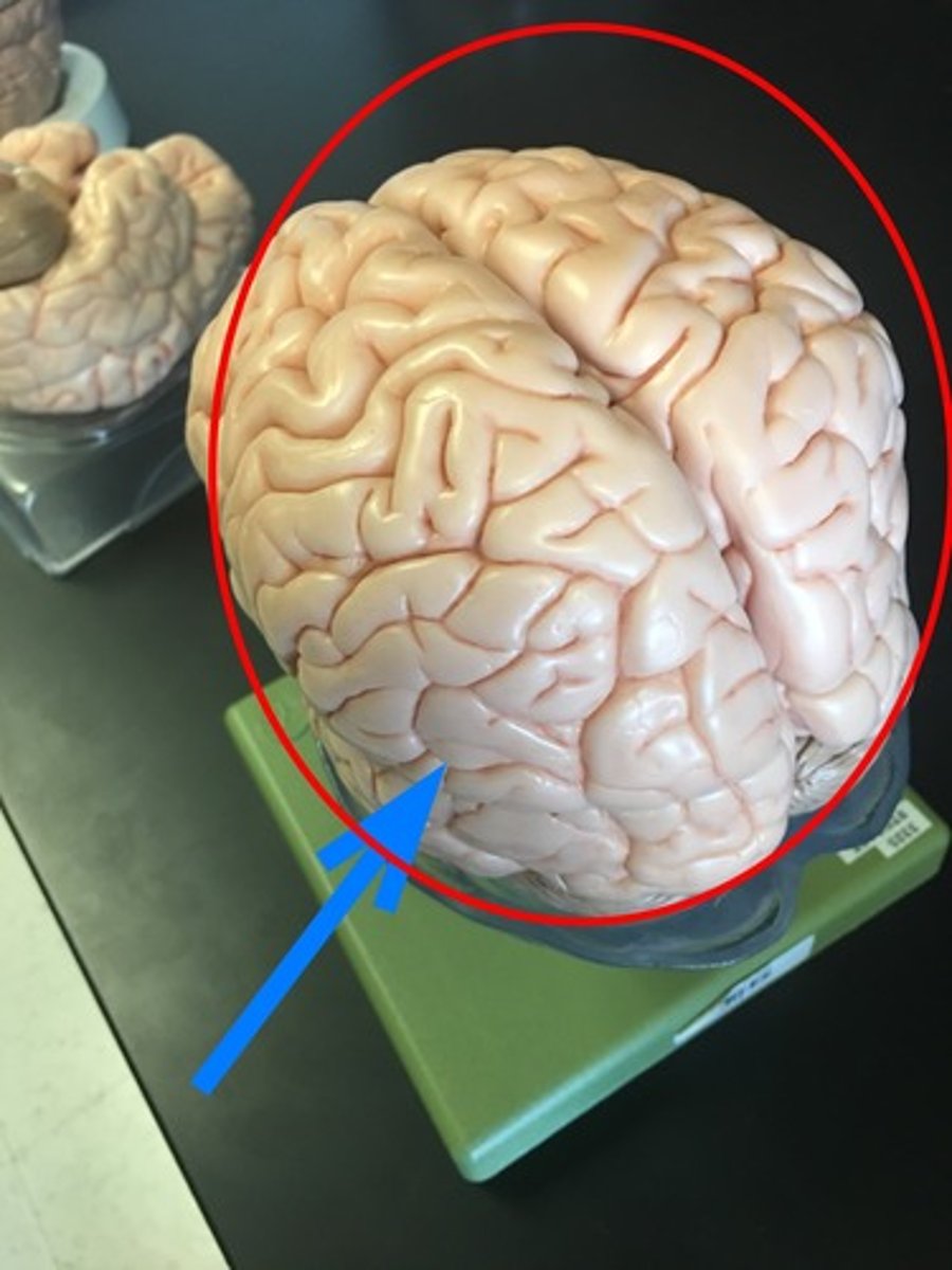 <p>The outer layer/film (name means 'bark')</p><p>-role: memory, attention, perceptual awareness, thought, language, conciousness</p><p>-highest cognition levels</p><p>-folds contain <70% of human's braincells</p>