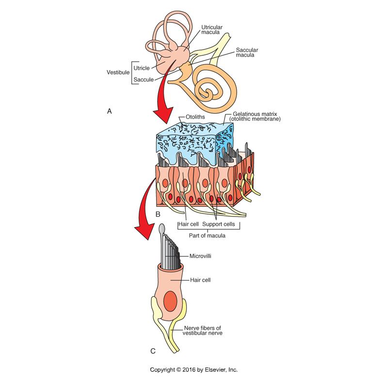 <p>Vestibule: Utricle and Saccule</p>