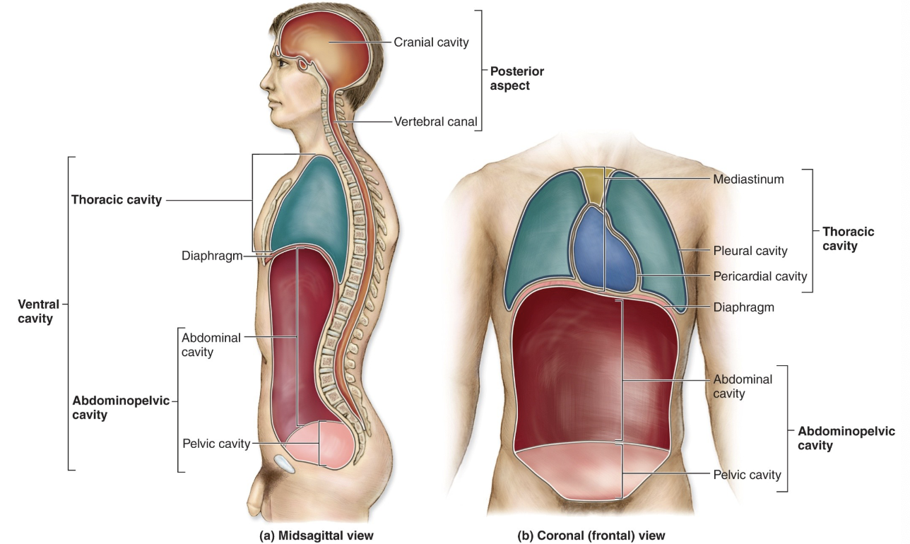 Vertebral canal