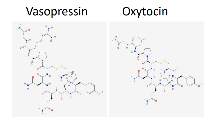<ul><li><p>both vasopressin and oxytocin are 9 AA long</p></li></ul><ul><li><p>both are identical except at two locations</p><ul><li><p>vasopressin controls urine production</p></li><li><p>oxytocin involved in birth, lactation, and pair bonding</p></li></ul></li></ul><p></p>