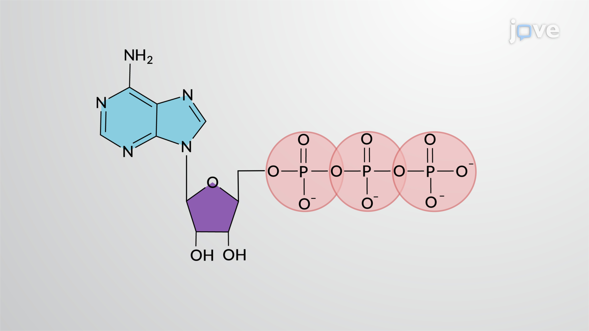 <p>what molecule is this?</p><ul><li><p>3 phosphate groups</p></li><li><p>1 sugar ribose</p></li><li><p>1 nitrogenous base (adenine)</p></li></ul><p></p>