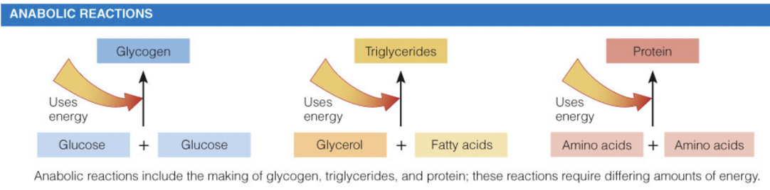 <p>synthesis</p>