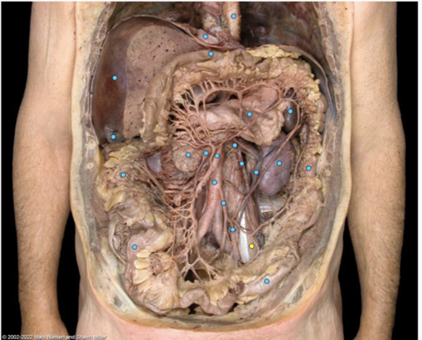 knowt flashcard image
