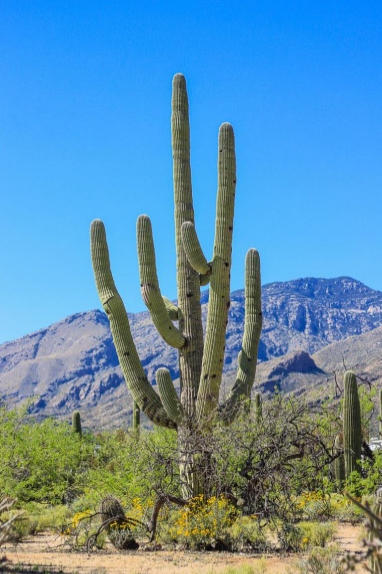 <p>SAGUARO CACTUS: </p><ul><li><p>A tree-sized cactus native to Arizona and northwest Mexico</p></li><li><p>It resists long periods without water and </p></li></ul><p>extremely high temperatures</p><ul><li><p>Desert/xeric shrubland biome</p></li></ul><p></p>