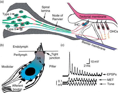 <p>- to aid in auditory nerve innervations</p><p>- many-to-one (IHC) pattern (Multiple Type I spiral ganglion neurons (SGNs) converge to connect with a single Inner Hair Cell)</p><p>- one-to-many (OHC) pattern (A single Type II SGN branches out to connect with multiple Outer Hair Cells)</p>