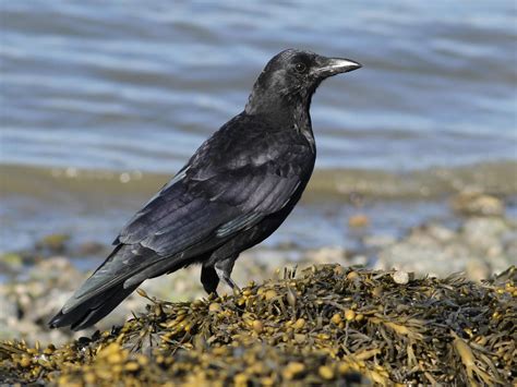 Smaller, shorter feathers. Males and females similar.