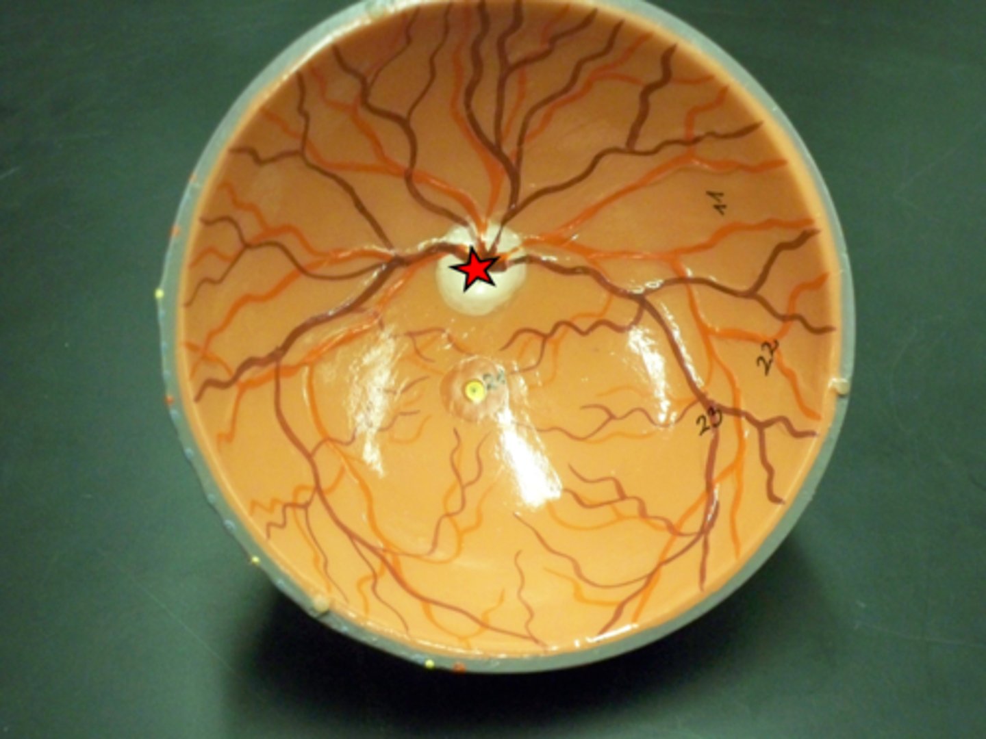 <p>a circular region medial to the posterior pole of the retina, where the optic nerve leaves the eyeball</p>