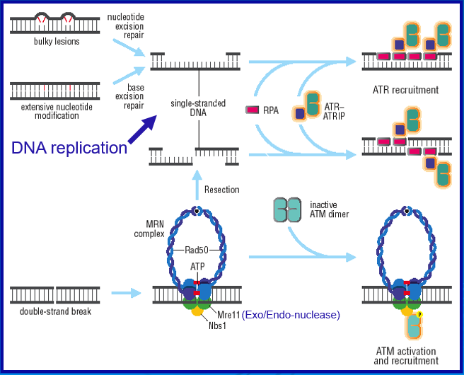 <p>ATM activation - DNA double strand breaks and binding to the MRN complex</p><p>ATR activation - single stranded DNA (arise during replication stress / base excision repair)</p>