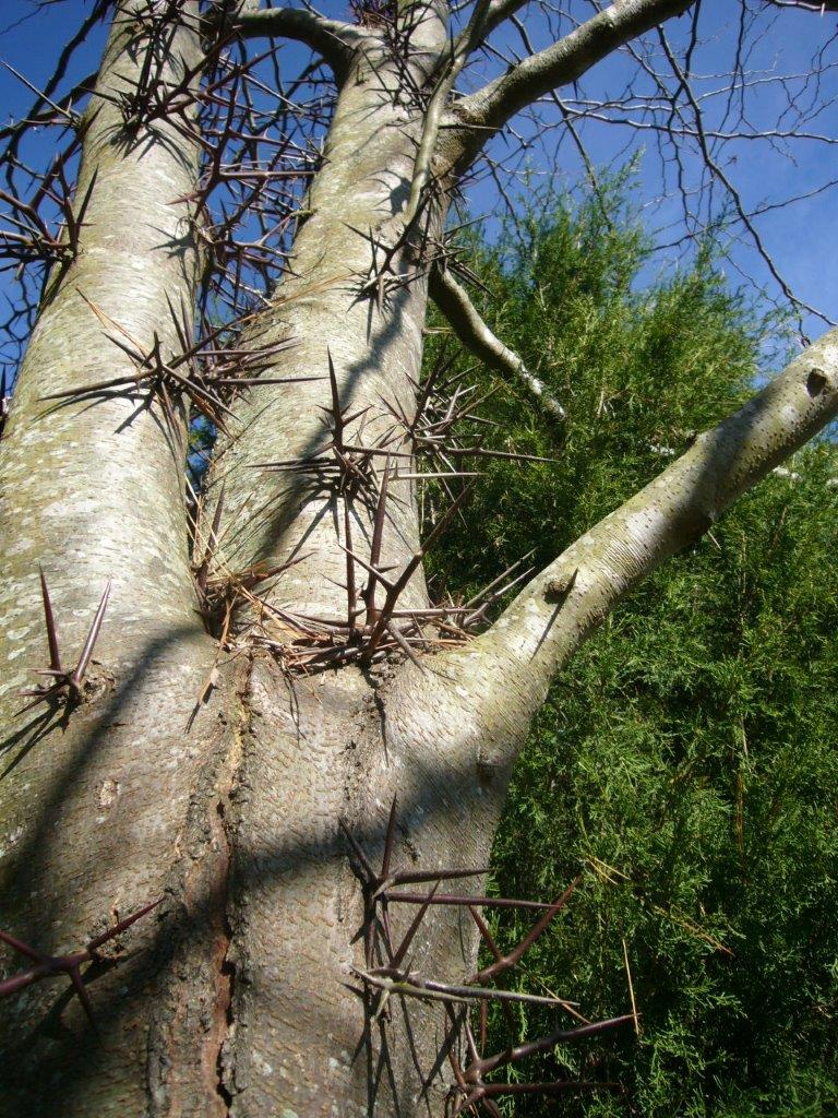 <p>Common name: honeylocust</p><p>Family: Fabaceae</p><p>Notes: Fruit type = legume. Specific epithet = 3-branched (referring to the thorns). Fabaceae = Pea, Bean, or Legume Family. Originally native west of the Appalachians in the Central US but widely naturalized. Sweet pulp in the pods eaten by Native Americans and used by settlers to make beer. Unlike other species in Fabaceae, does not have nitrogen-fixing nodules. Seeds eaten by white-tailed deer, hogs, opossum, and other mammal species. Commonly used in landscaping.</p>