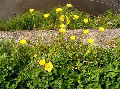 Family: Ranunculaceae

SN: Ranunculus bulbosus