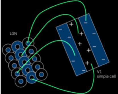 <p>if you take the outputs from the receptive fields and organise them in a specific way you can get a rectangular receptive field which is responsive to a certain orientation of line but not others</p>