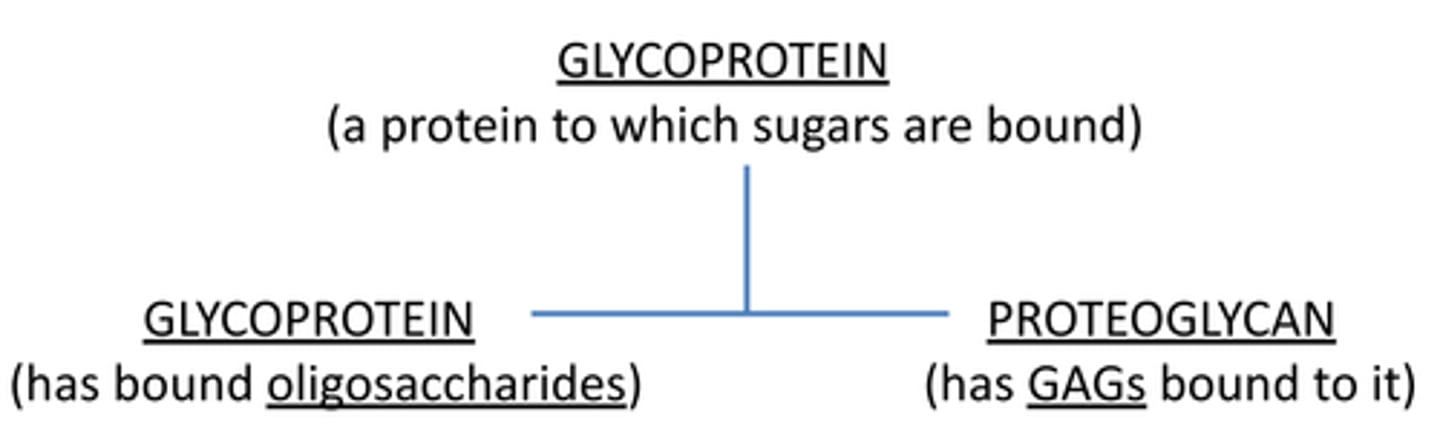 <p>-technically a glycoprotein BUT it is a:</p><p>protein + sugar (GAGs) &amp; can have oligosaccharides</p><p>-can be holoprotein (conjugate of protein &amp; GAGs)</p><p>-or an apoprotein - protein component (less GAGs)</p>