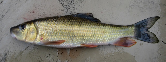 <p>Golden Redhorse; 39-42 lateral line scales, no red caudal fin</p>