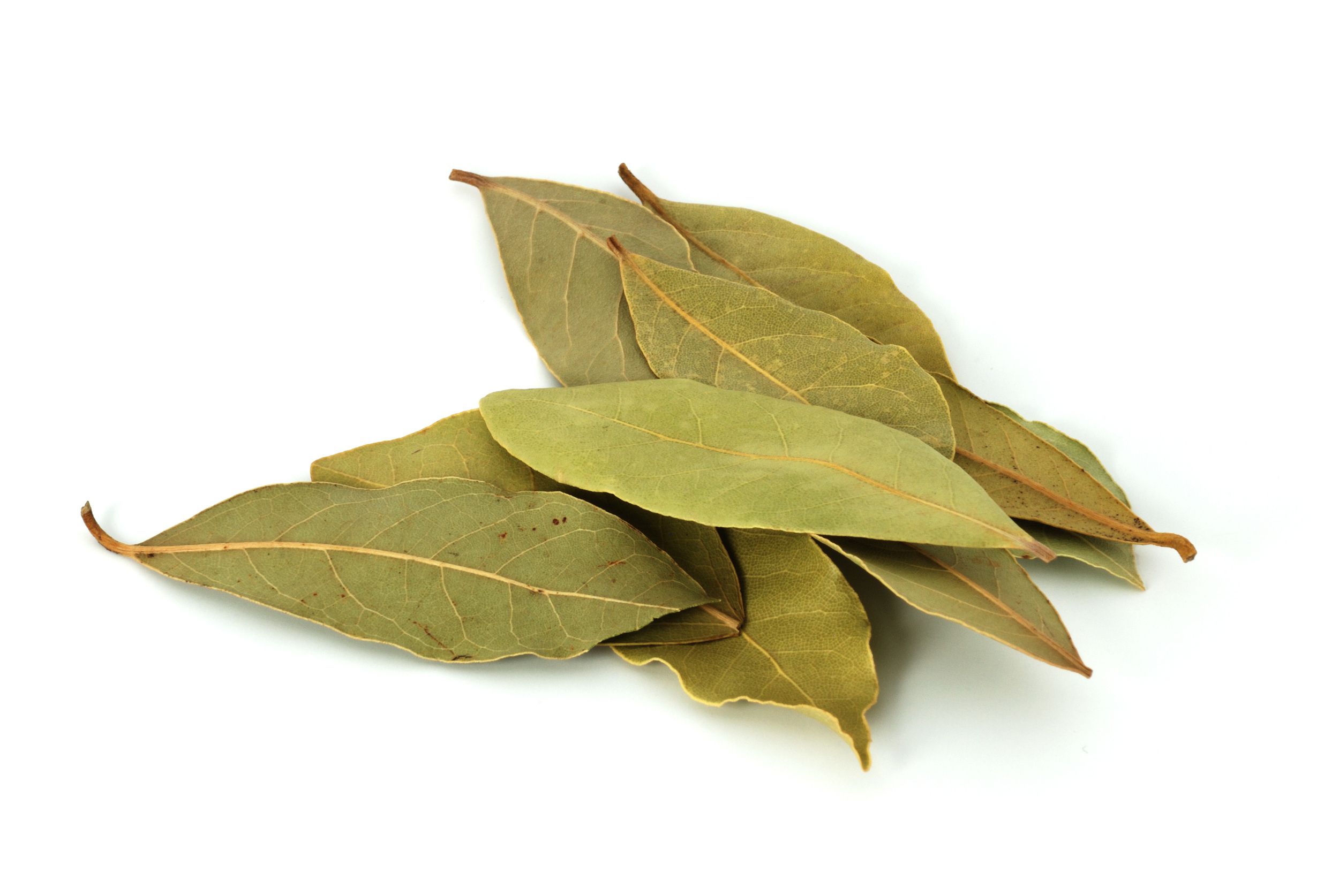 <p>bay leaf</p>