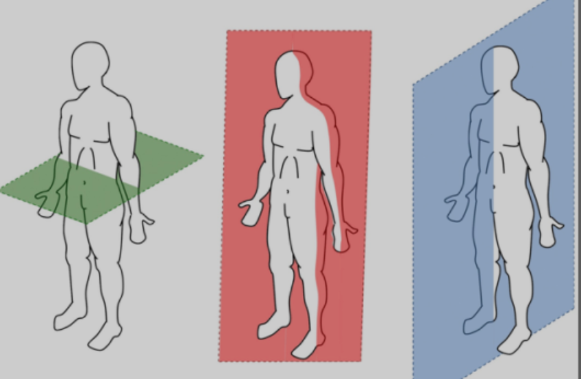 vertical division of the body into right and left portions
