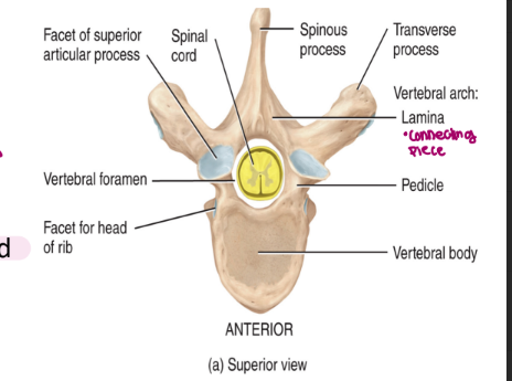 <ul><li><p>also called the spinal column (protection for the nervous tissue within)</p></li><li><p>each vertebra of the spinal column consists of</p><ul><li><p>body: thick and located on the anterior end</p></li><li><p>lamina</p></li><li><p>pedicle</p></li><li><p>vertebral arch</p></li><li><p>vertebral foramen: line up for each individual vertebra forming a canal through which the spinal cord passes</p></li><li><p>spinous process (only 1, landmark)</p><ul><li><p>serve as attachment sites for muscles and ligaments</p></li></ul></li><li><p>two transverse processes</p><ul><li><p>serve as attachment sites for muscles and ligaments</p></li></ul></li><li><p>superior and inferior articular processes: contain smooth surfaces formed from hyaline cartilage → called<strong> facets</strong></p><ul><li><p>serve as attachment sites for vertebra above and vertebra below</p></li></ul></li></ul></li></ul><p></p>