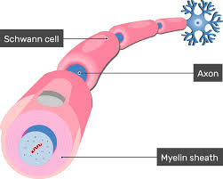 <p>insulating fatty layer, speeds transmission</p>
