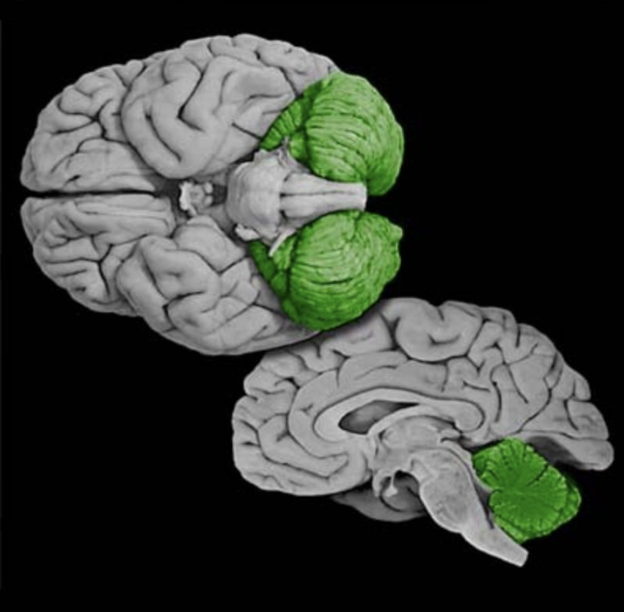 <p>Cerebellum</p>
