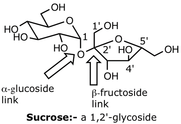 Most naturally abundant disaccharide, used as table sugar. Not a reducing sugar and doesn’t undergo mutarotation as there’s no hemiacetals