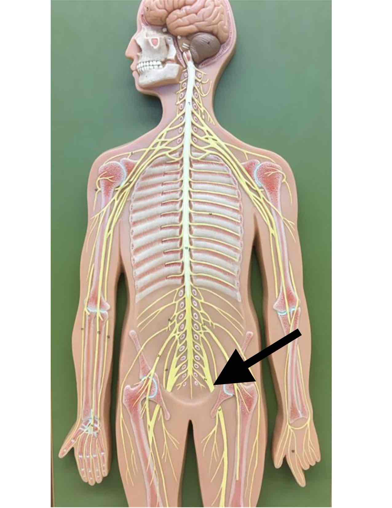 <p>name the specific yellow nerve</p>