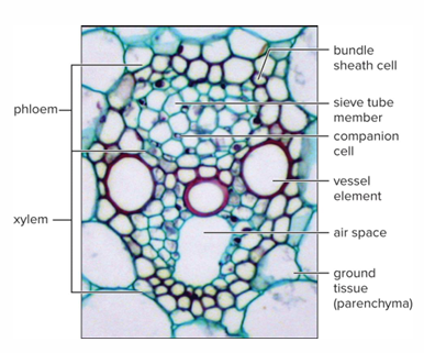 <p>Leave irregularly shaped air space. Phloem consists of sieve tubes and companion cells</p>