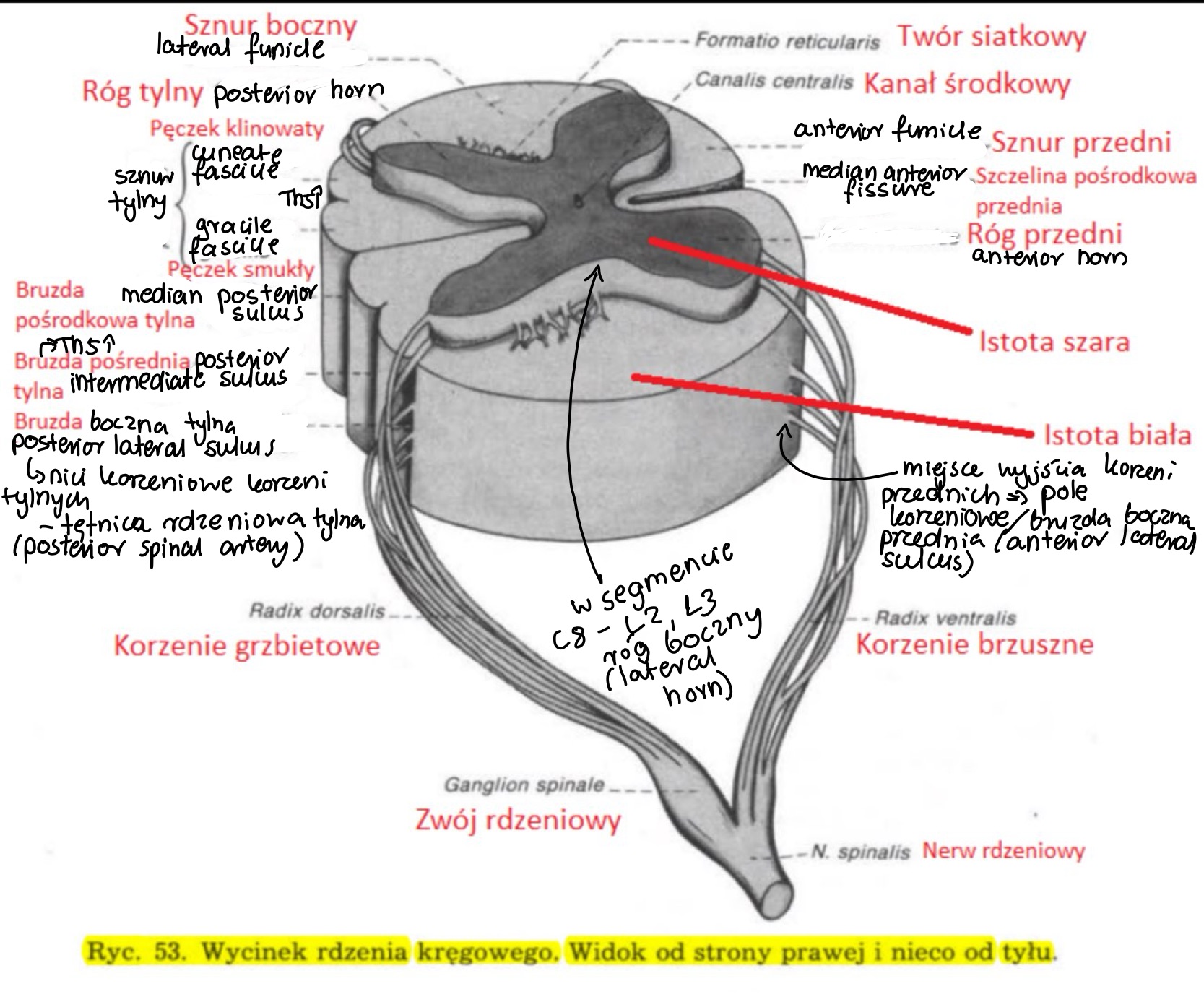 <p>sznur tylny na przyśrodkowy pęczek smukły (gracile fascicle) i boczny pęczek klinowaty (cuneate fascicle)</p>