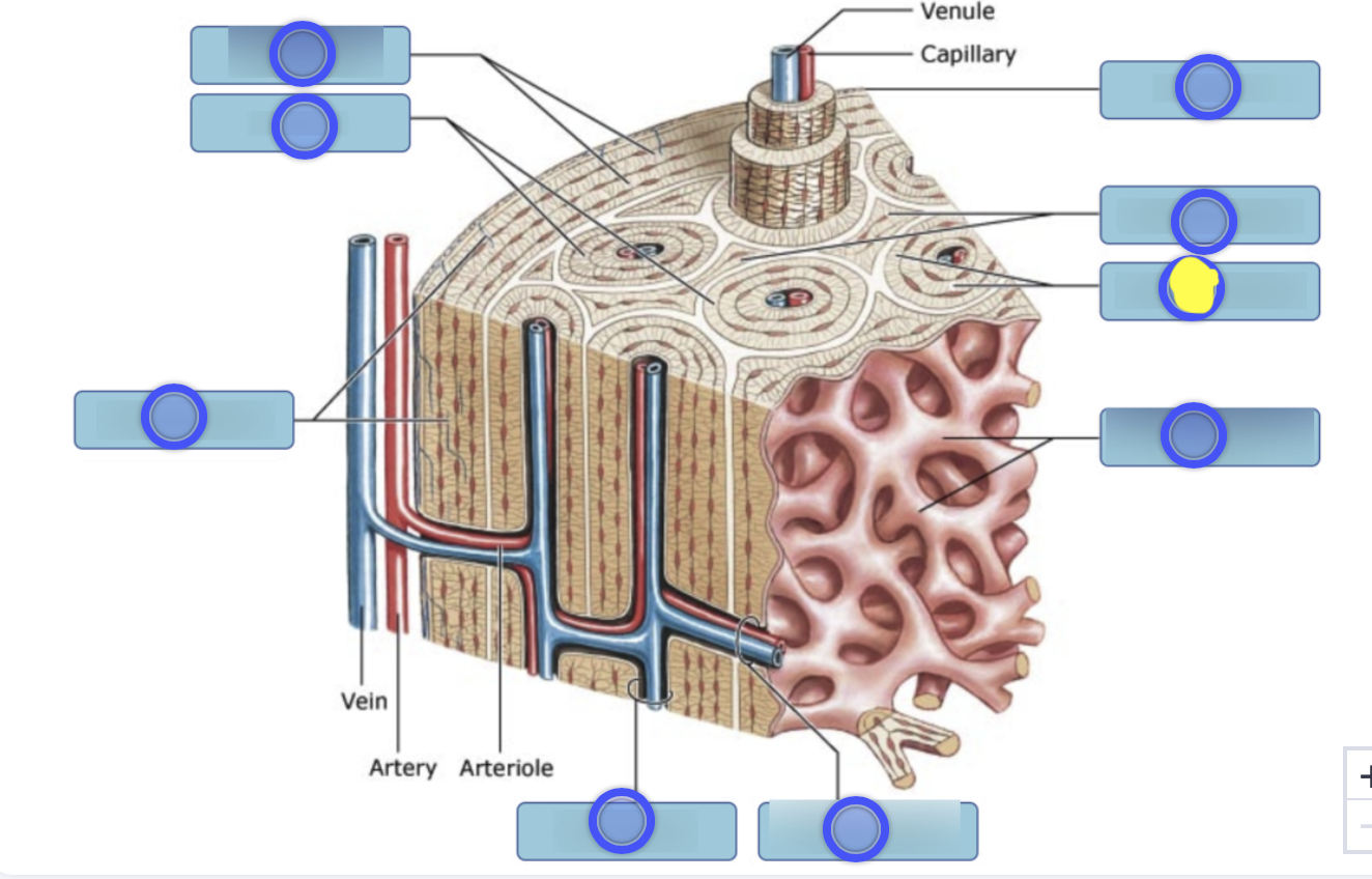 <p>What are the bony layers around the central canal</p>