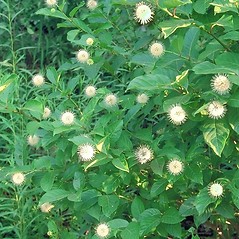 <p>Common buttonbush</p>