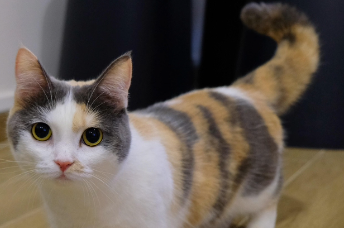 <p>What is munchkin deformity caused by?</p>