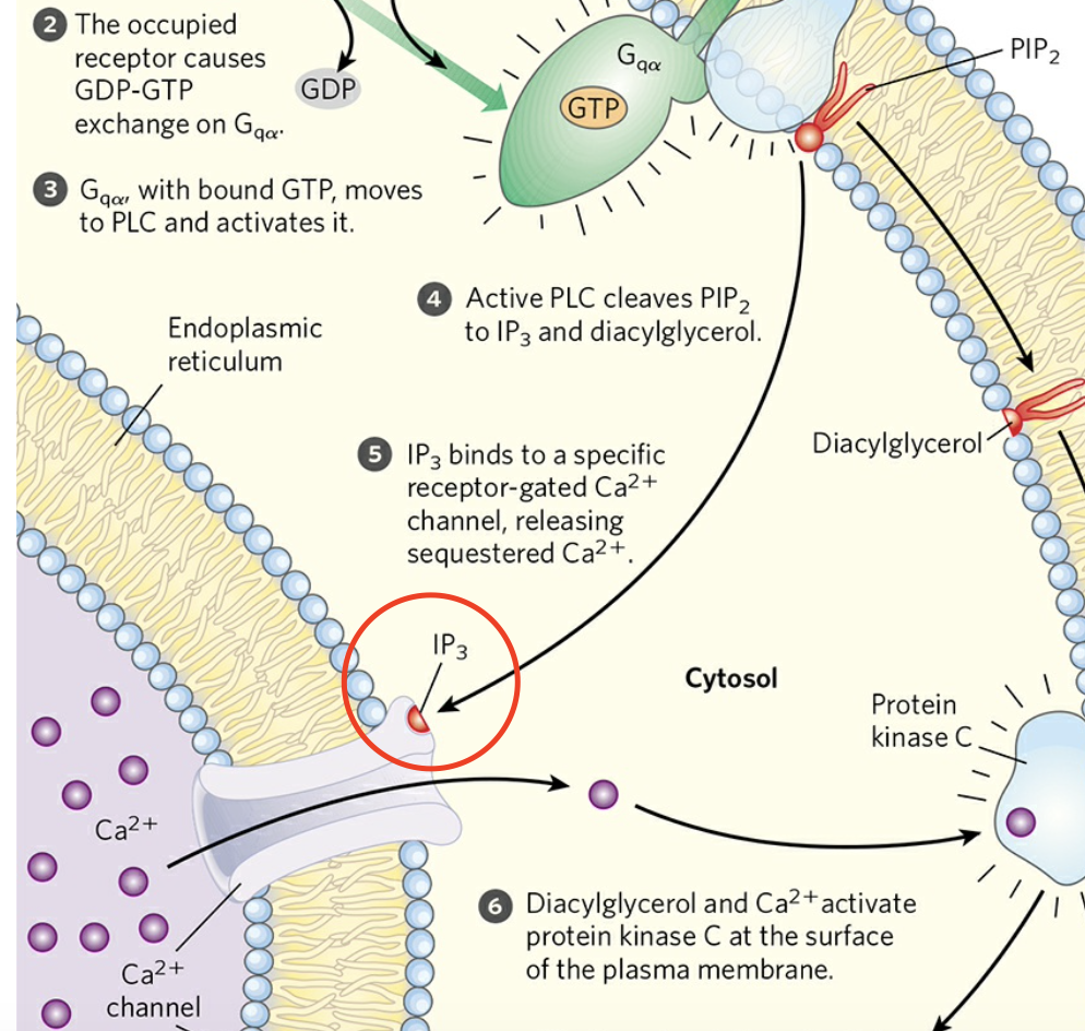 <p>Releases Ca²⁺ from the ER</p>
