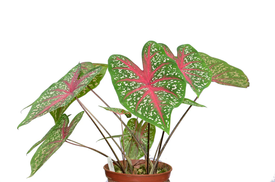 <p>Grows from a tuber</p><p>Plants grow in clumps 1-2.5' tall</p><p>One leaf per stem</p><p>Arrowhead-shaped leaves (~1.5' long) various shades of green mottled and blotched with pink, red, white or combinations thereof; distinctively colored veins</p><p>Calla-type flowers, if present, are usually hidden</p>