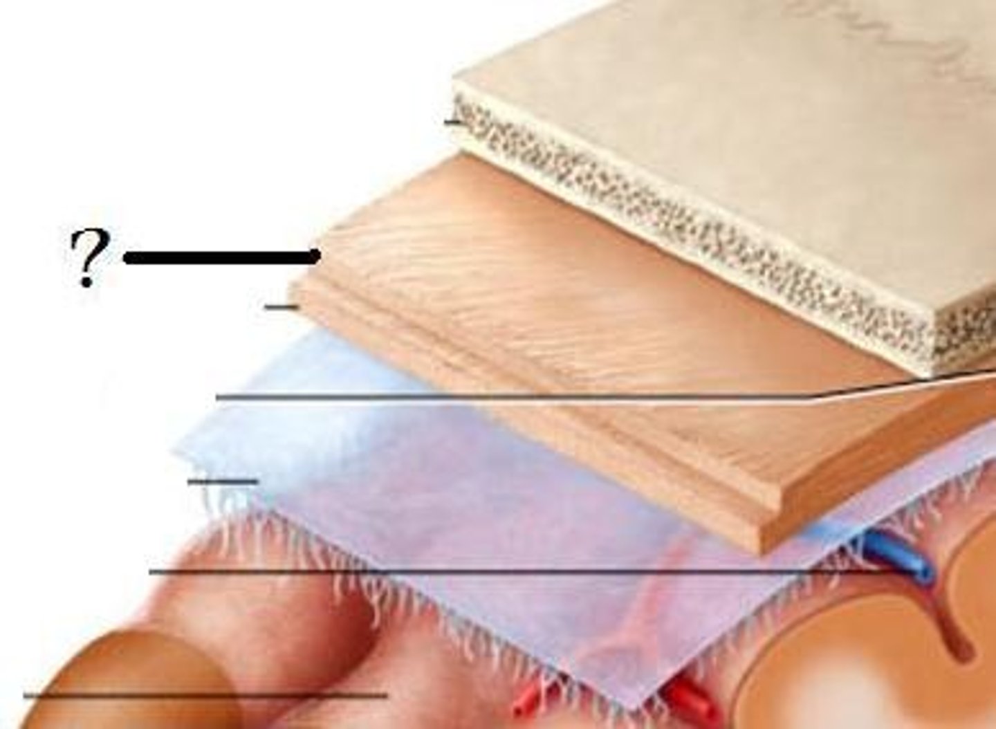 <p>thickest layer of meninges, follows contours of brain but does not divide sulci.</p>