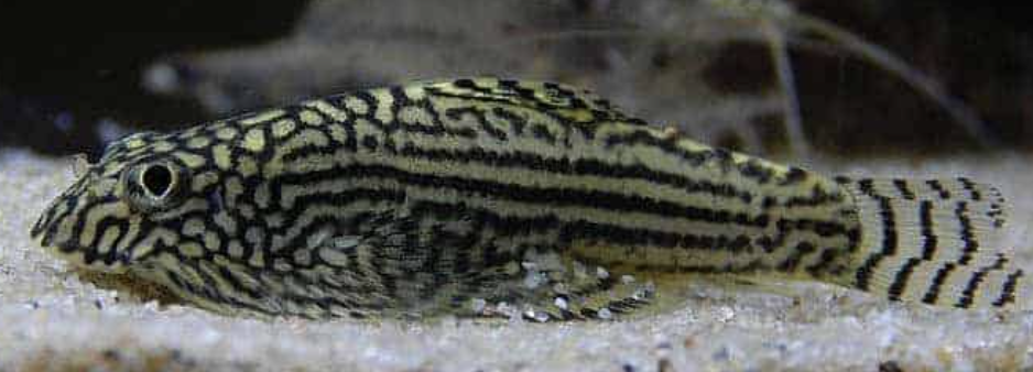 <p>Balitoridae/hillstream loaches Subclass, Division, Subdivision, Superorder, Order</p>