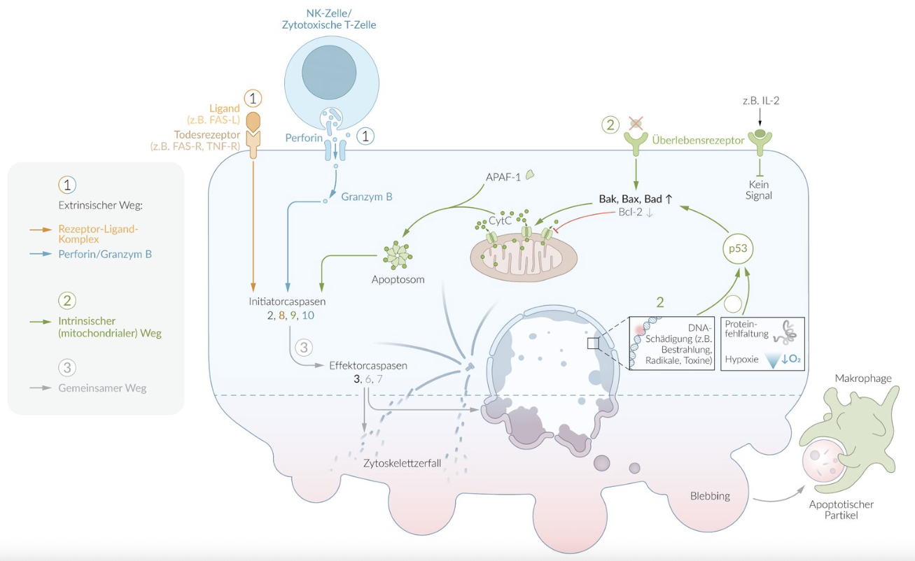 <p>E. Caspase-9</p>