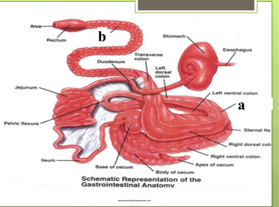 a
