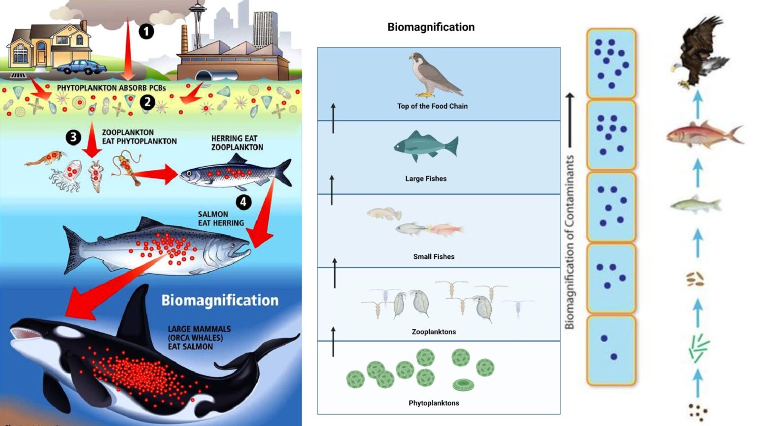 <ul><li><p>Increasing concentration of a harmful substance in organisms at higher trophic levels in a food chain or food web</p></li></ul>
