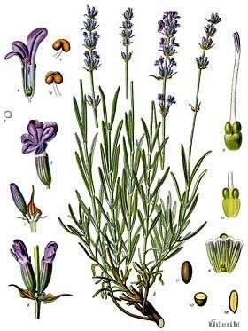 <p>Lavendel</p>