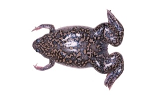 <p>frog</p>