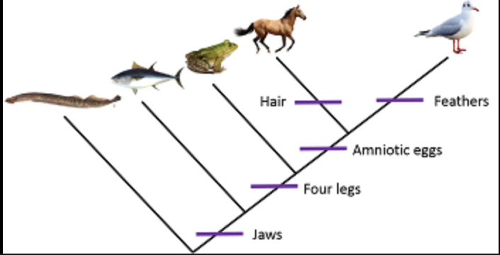Proper flow of time in a branching diagram