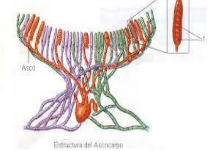 <p>Filamentos en hongos que se agregan en una matriz sin perder su individualidad y dando una estructura tridimensional. Forma las setas. También se pueden encontrar en algas.</p>